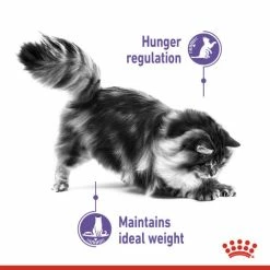 Royal Canin Appetite Control Dry Adult Cat Food 10 Royal Canin Appetite Control Dry Adult Cat Food -Cat shop 2710020 3 s0mtrw