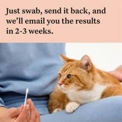 Wisdom Panel Complete Cat DNA Testing Kit -Cat shop 5 Wisdom Panel UK Complete for Ca qmbh45