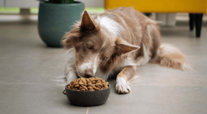 Cat shop -Cat shop 9