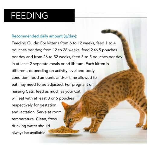 PURINA PRO PLAN PRO PLAN NUTRISAVOUR Kitten Turkey In Gravy Cat Food 8 PURINA PRO PLAN PRO PLAN NUTRISAVOUR Kitten Turkey In Gravy Cat Food - Image 6