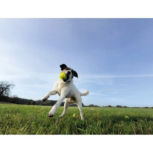 Seraquin Dog & Cat Joint Supplement 8 Seraquin Dog & Cat Joint Supplement - Image 6