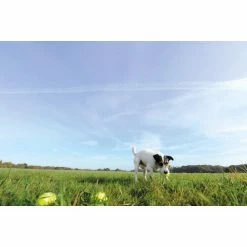 Seraquin Dog & Cat Joint Supplement 11 Seraquin Dog & Cat Joint Supplement -Cat shop SERAQUIN dog in field 2110 6051 1 r8hg6c