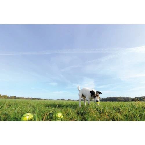 Seraquin Dog & Cat Joint Supplement 5 Seraquin Dog & Cat Joint Supplement - Image 3