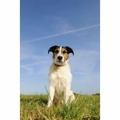 Seraquin Dog & Cat Joint Supplement 12 Seraquin Dog & Cat Joint Supplement -Cat shop SERAQUIN dog in field 2110 6548 yhmhdo