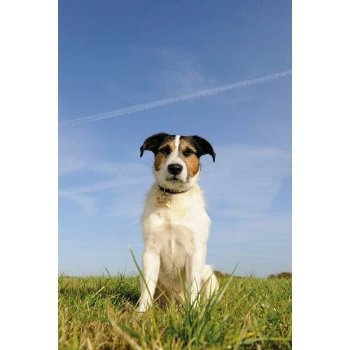 Seraquin Dog & Cat Joint Supplement 6 Seraquin Dog & Cat Joint Supplement - Image 4