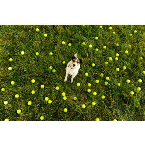 Seraquin Dog & Cat Joint Supplement 9 Seraquin Dog & Cat Joint Supplement - Image 7