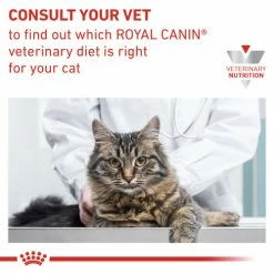 Royal Canin Veterinary Diets Gastrointestinal Kitten Dry Cat Food -Cat shop gigyli1lmq4hlz3xelfe mipv1n