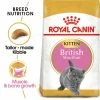 Royal Canin British Shorthair Kitten Dry Cat Food -Cat shop iv1msflv1meqytybkjht zfxqav