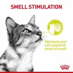 Royal Canin Sensory Smell In Jelly Wet Adult Cat Food -Cat shop tpnc8bmxuiat99hmn4hq tvud2k